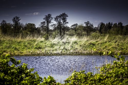 pond water landscape