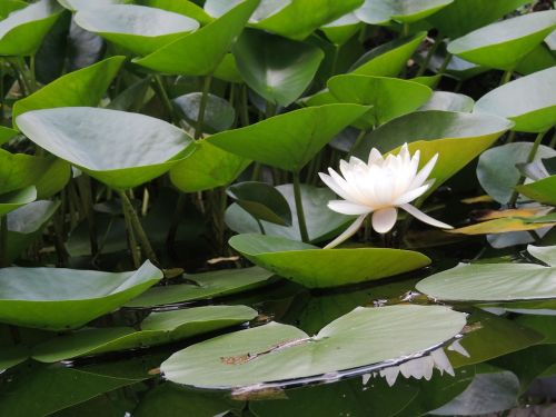 pond garden photography