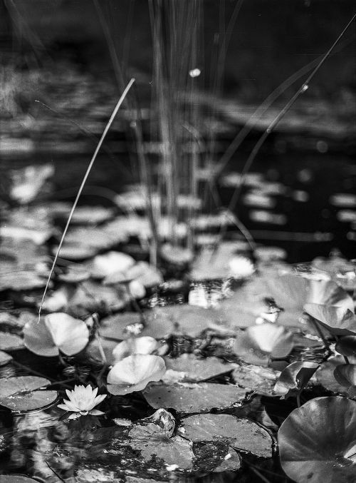 pond lotus water