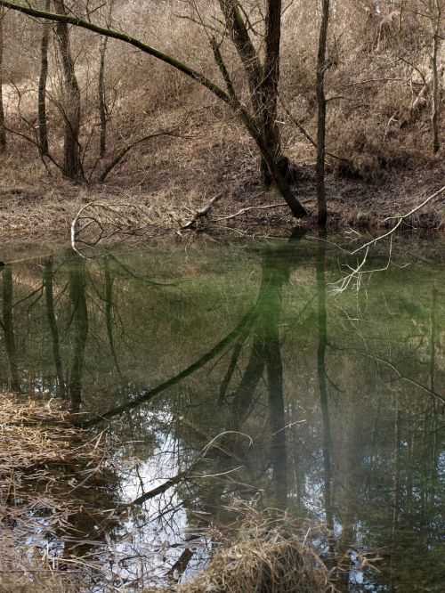 pond trees mirroring