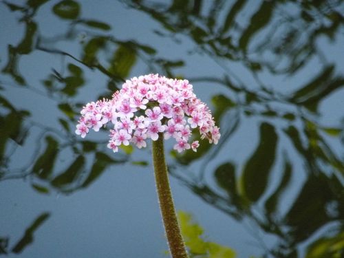 pond flower aquatic plant