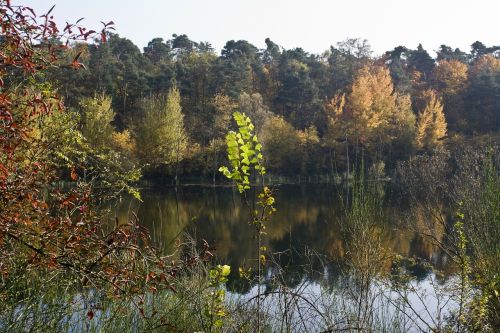 pond autumn bright