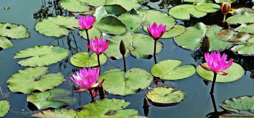 pond waterlily lotus