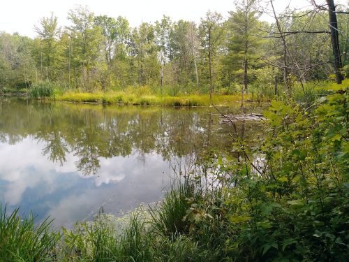 pond nature reflection