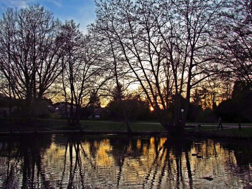 pond water tree