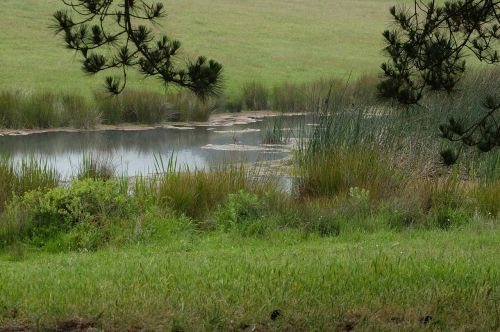 pond nature green