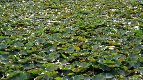 pond lotus pond plants