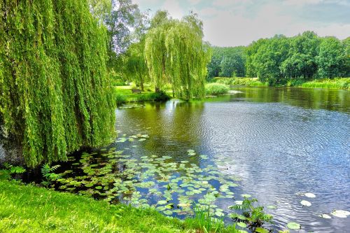 pond willow weeping willow