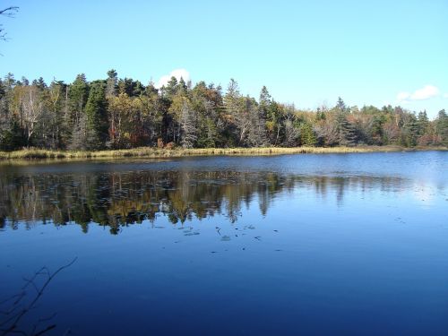 pond trees reflection