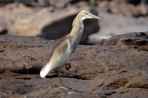 pond heron bird