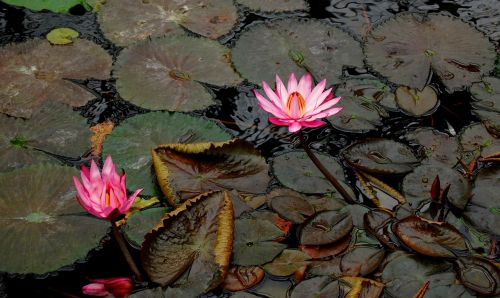 pond lotus flowers