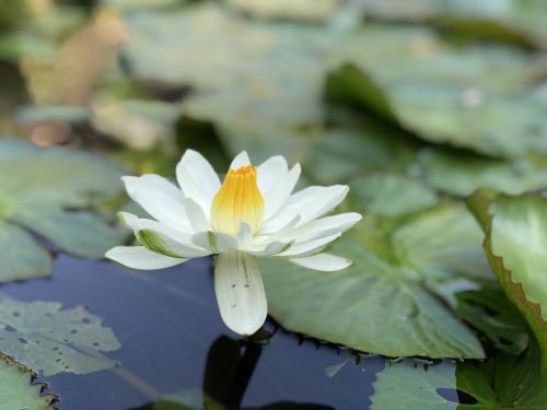 pond lotus white