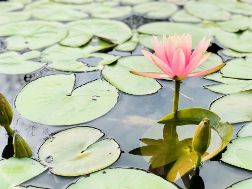 pond lotus lily