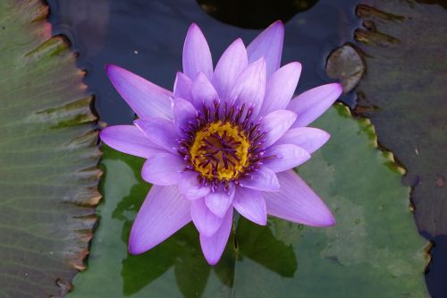 pond lotus flower