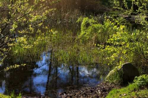 pond biotope silent waters