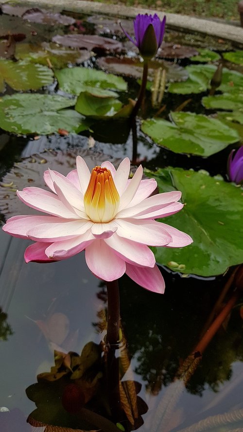 pond  lotus  plant