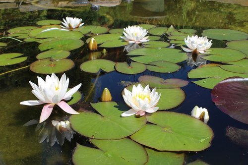 pond  lotus  lily