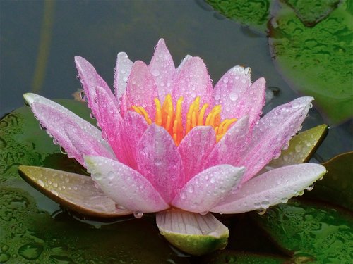 pond  lotus  flower