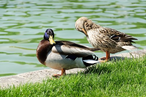 pond  ducks  nature