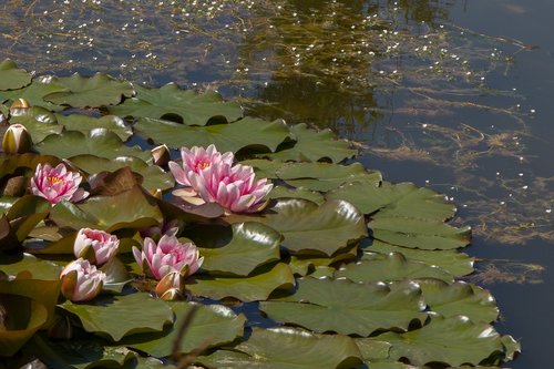 pond  bloom  water flower