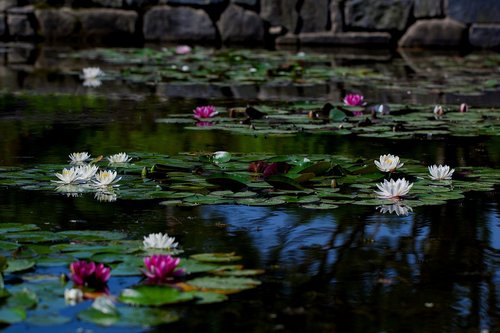 pond  water lilies  plants