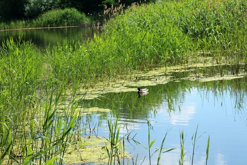 pond  scrubs  water