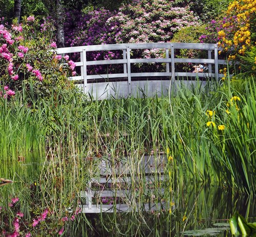 pond  summer  nature