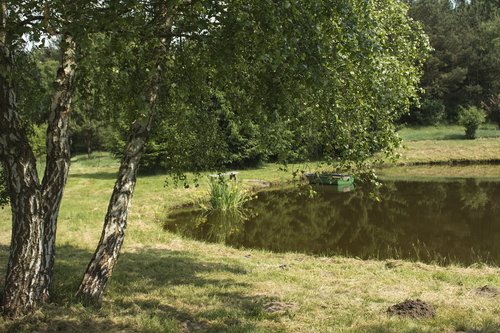 pond  summer  birch