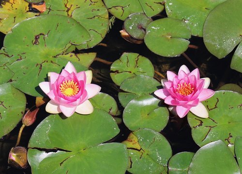 pond  waterlily  flower