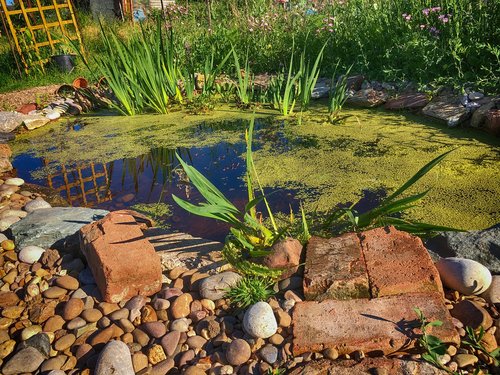 pond  water  nature