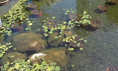 pond  body of water  fish