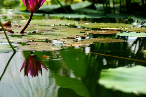 pond  pond plant  nature