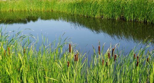 pond  green  grass