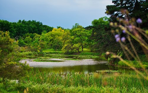 pond  park  nature