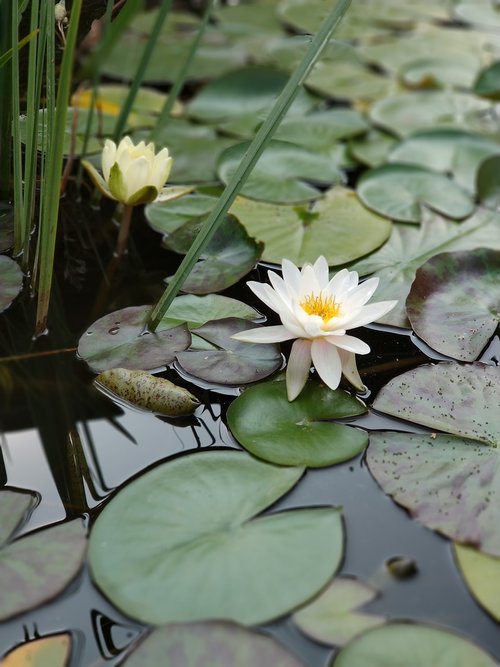 pond  water  flower