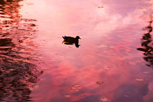 pond  water  duck