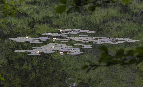 pond  lake  lily