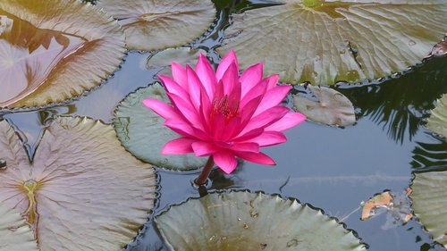 pond  water lily  flower