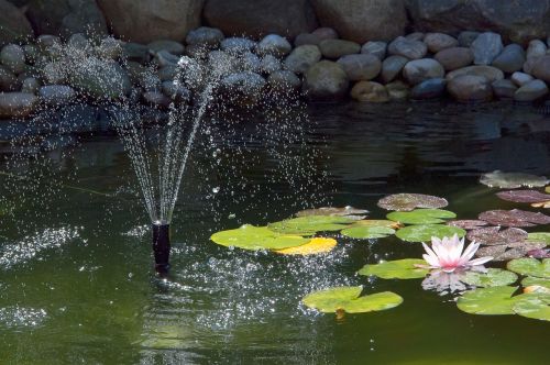 pond fountain water lily
