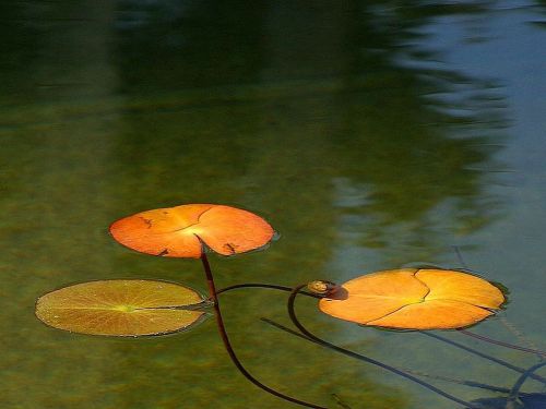 pond reflecting lake