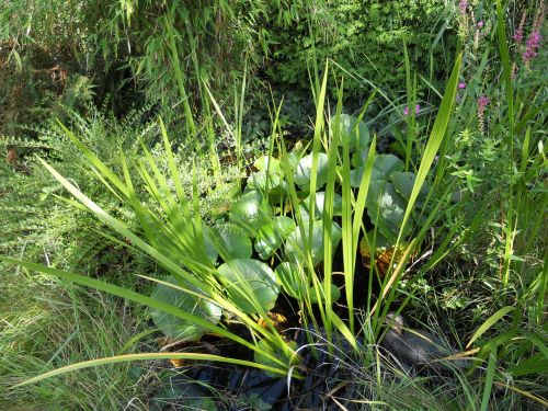 pond reed water