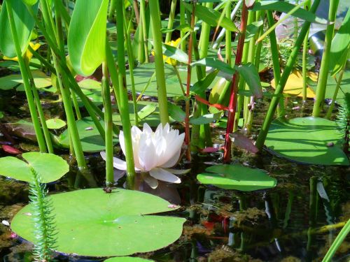pond water lily lake