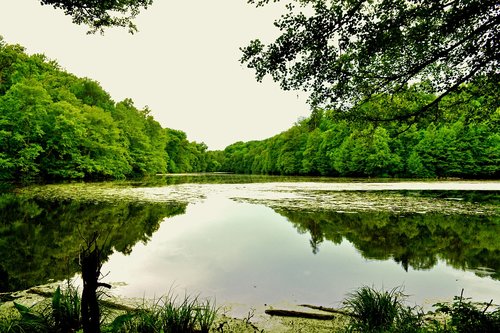 pond  river  nature