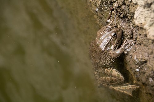 pond  water  frog