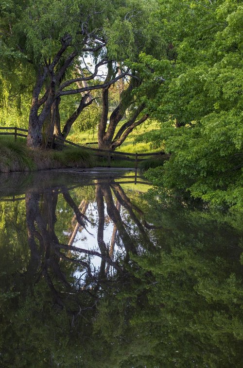 pond  reflection  tree