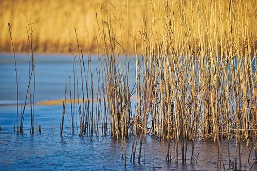 pond  reed  lake