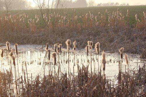 pond  reed  mirroring