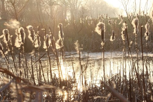 pond  reed  mirroring