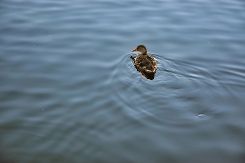 pond  duck  wild