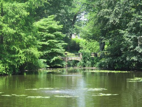 pond summer green